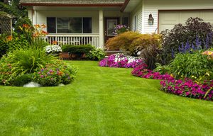 lawn